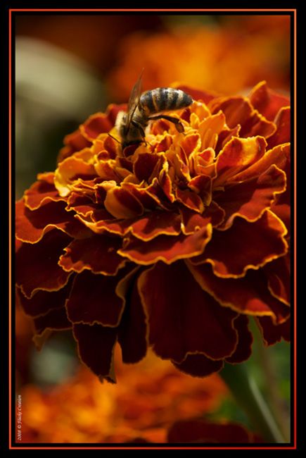 Nature - Photographie macro d'une abeille butinant au coeur d'une fleur