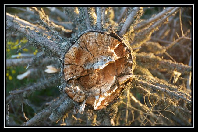 Nature - Photographie d'un tronc d'arbre coupé, dont les rayons du soleil lui donnent une composition artistique