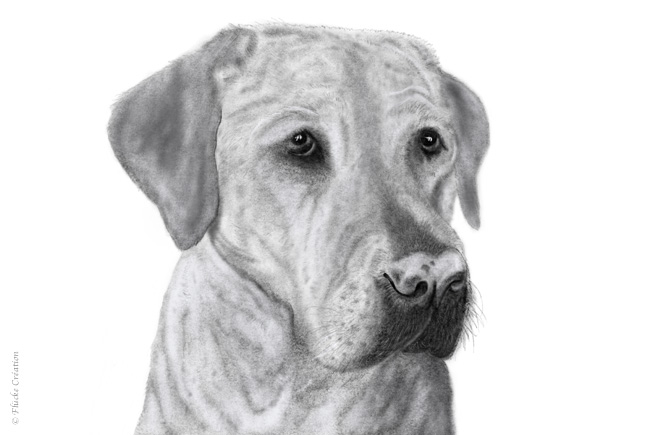Illustration Dessin Animal Labrador 001