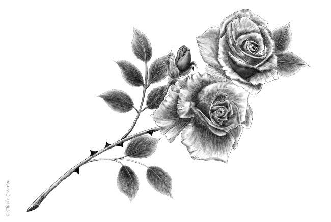 Illustration Dessin Roses 002