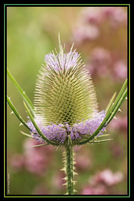 Nature - Photographie macro d'une plante sauvage