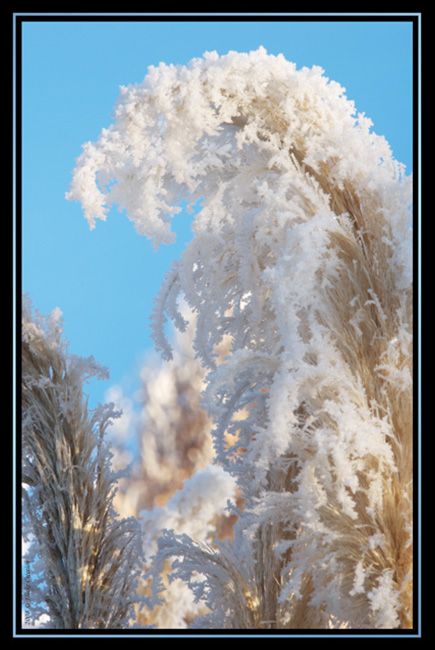 Nature - Photographie de roseaux habillés de givre