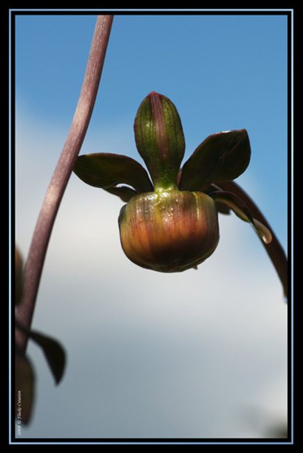 Nature - Photographie macro d'un bourgeon