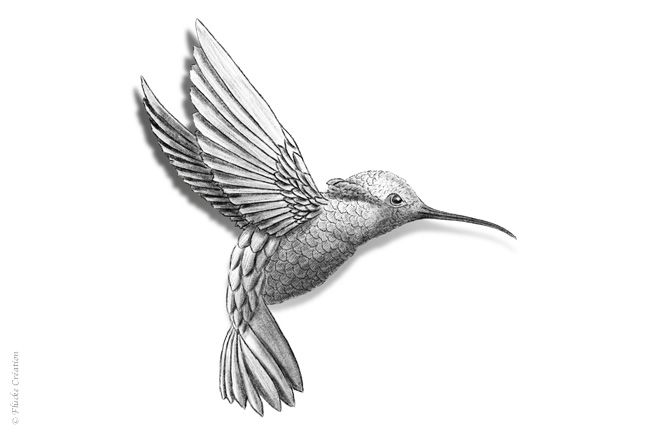 Illustration - Dessin photo réaliste au fusain d'un colibri