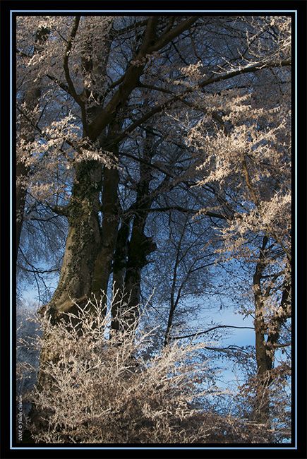 Nature - Photographie d'arbres, en fin de journée, recouverts de givre 