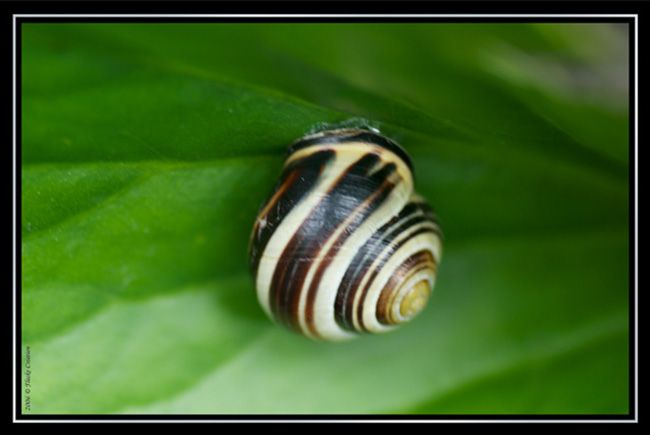 Nature - Photographie macro d'un escargot rampant sur une feuille illuminée par les rayons du soleil