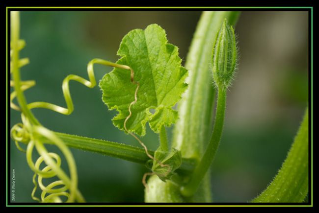 Nature - Photographie macro d'une plante verte, dont la forme naturelle de démontre toute la magie de Dame Nature en matière de création artistique