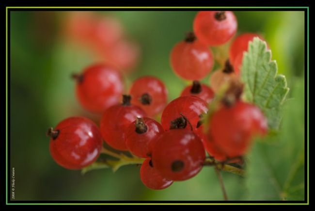 Nature - Photographie macro de baies illuminées par les rayons du soleil