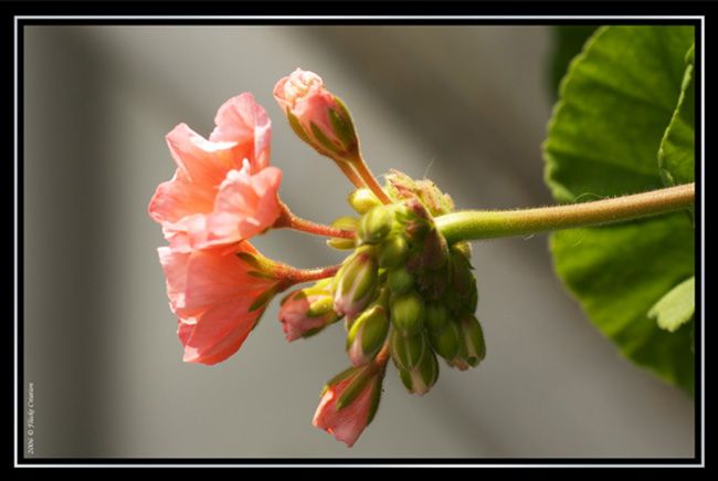 Nature - Photographie macro d'une fleur poussant contre un mur